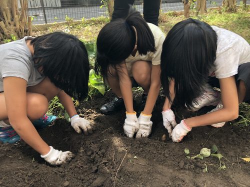 芋掘り